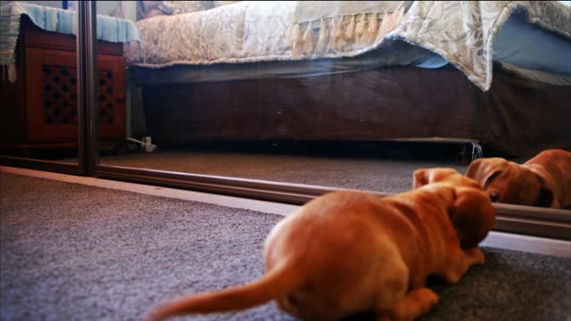 Funny Dog looking at the mirror for the first time.