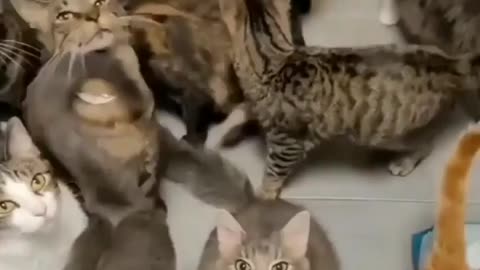 Cute cats