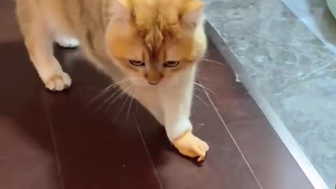 Funny Cat videos 🤣🤣🤣🤣 😺