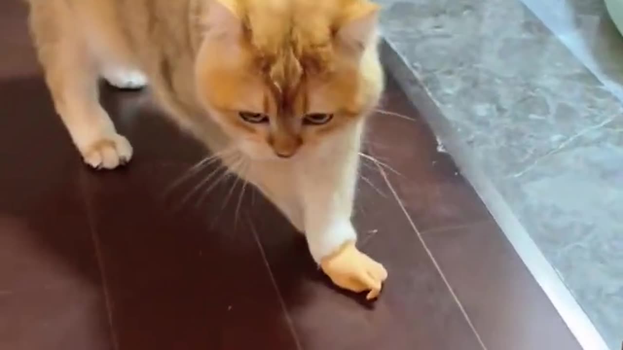 Funny Cat videos 🤣🤣🤣🤣 😺