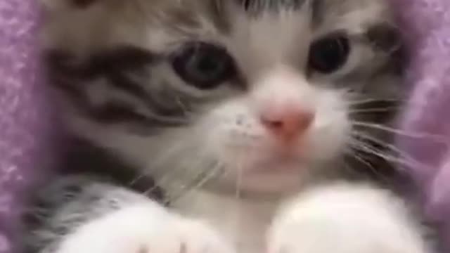 Dog catch meals Cat funny dance video Dog training Cat and dog funny videoFunny video shorts