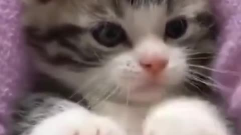 Dog catch meals Cat funny dance video Dog training Cat and dog funny videoFunny video shorts