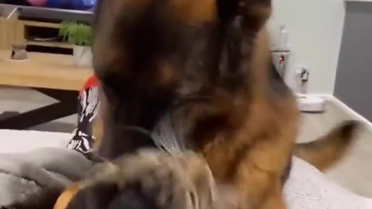 Dog loving cat