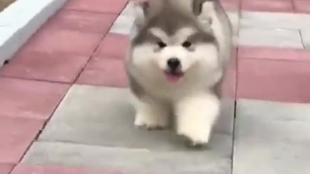 Funny and cute dogs videos