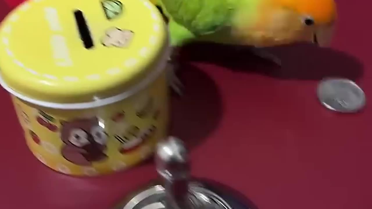 Smart parrots have the courage to act cute #lovebirds #smart #cute