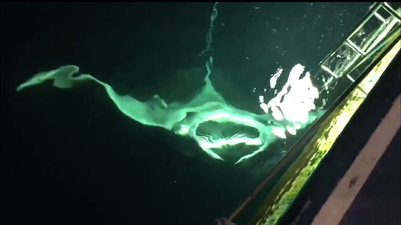 Huge manta ray does flips while feeding in the Maldives