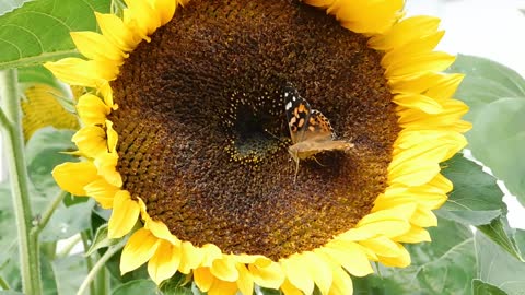 A butterfly on a sunflower