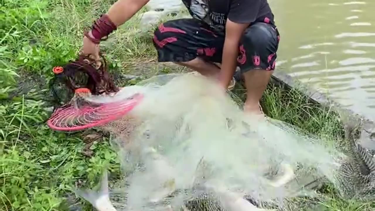 Amazing Fish hunting from net