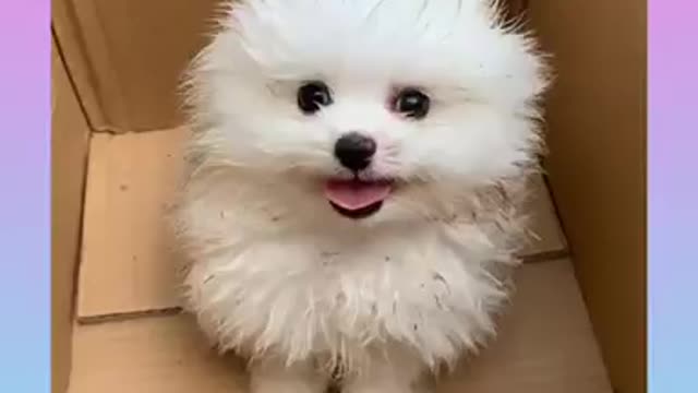 Cute and funny cats and dogs video compilation