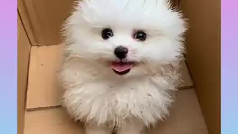 Cute and funny cats and dogs video compilation