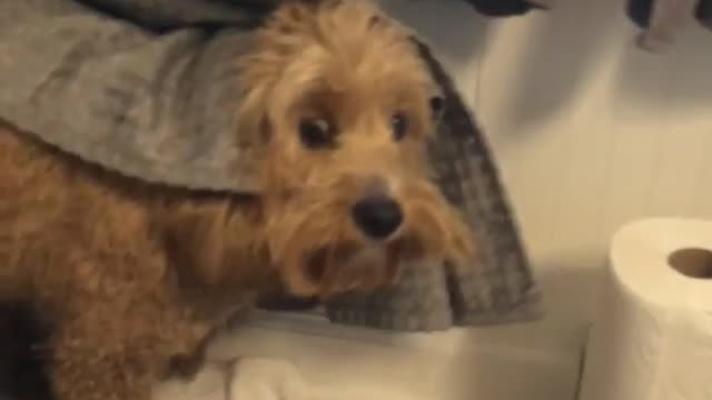 Brown dog hiding behind curtains scared of hair dryer