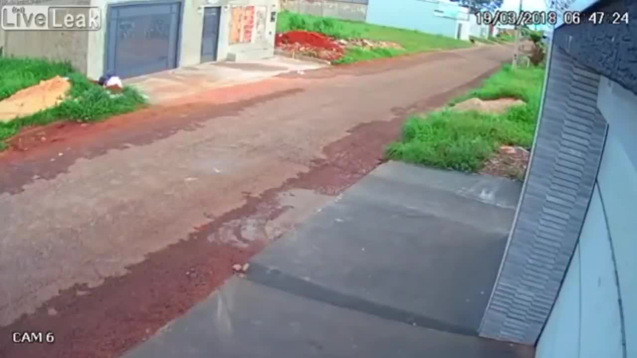 Rottweiler Attacks, Rottweiler vs Other Dog's keep ,sweet home