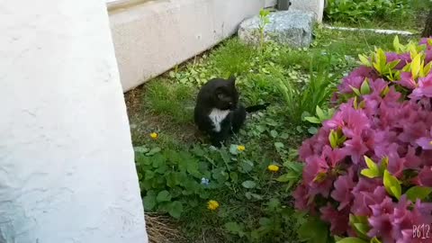 a cat sits down and dozes off in spring sunshine