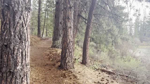 Outstanding Shoreline Hiking on Deschutes River Trail – Central Oregon – 4K