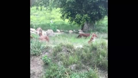 The Dhole or The Indian wild dogs 2