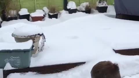 Going to the Snow Beach