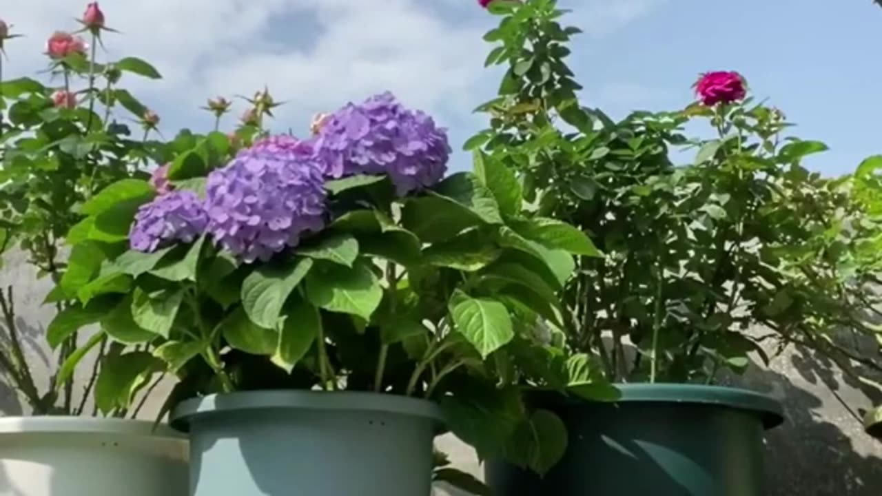 wild animalsfunny pets