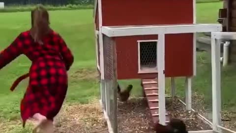 Hen Cute Funny Video | Best Funny Hen Videos | Funny Hens and Kittens - NatureMisc