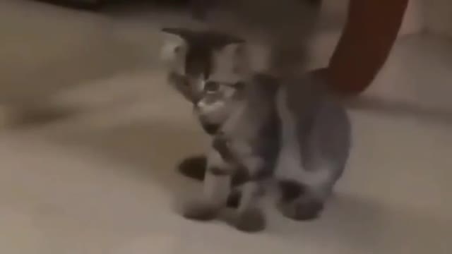 Cute cat dance