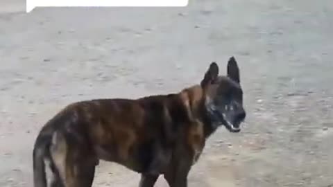 Baby Dogs - Cute and Funny Dog