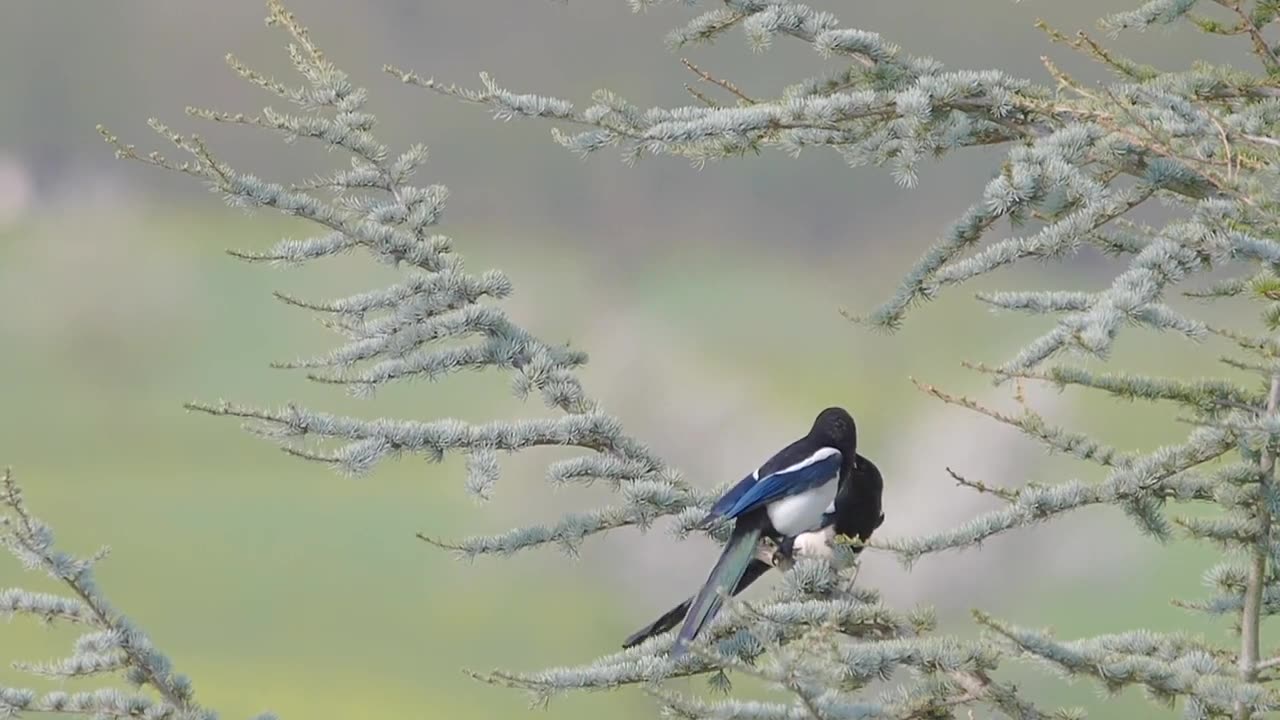 The best relaxtion music of the nature