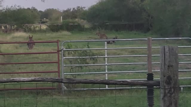 Baby donkey and her mama playing tag