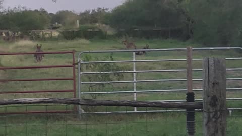 Baby donkey and her mama playing tag