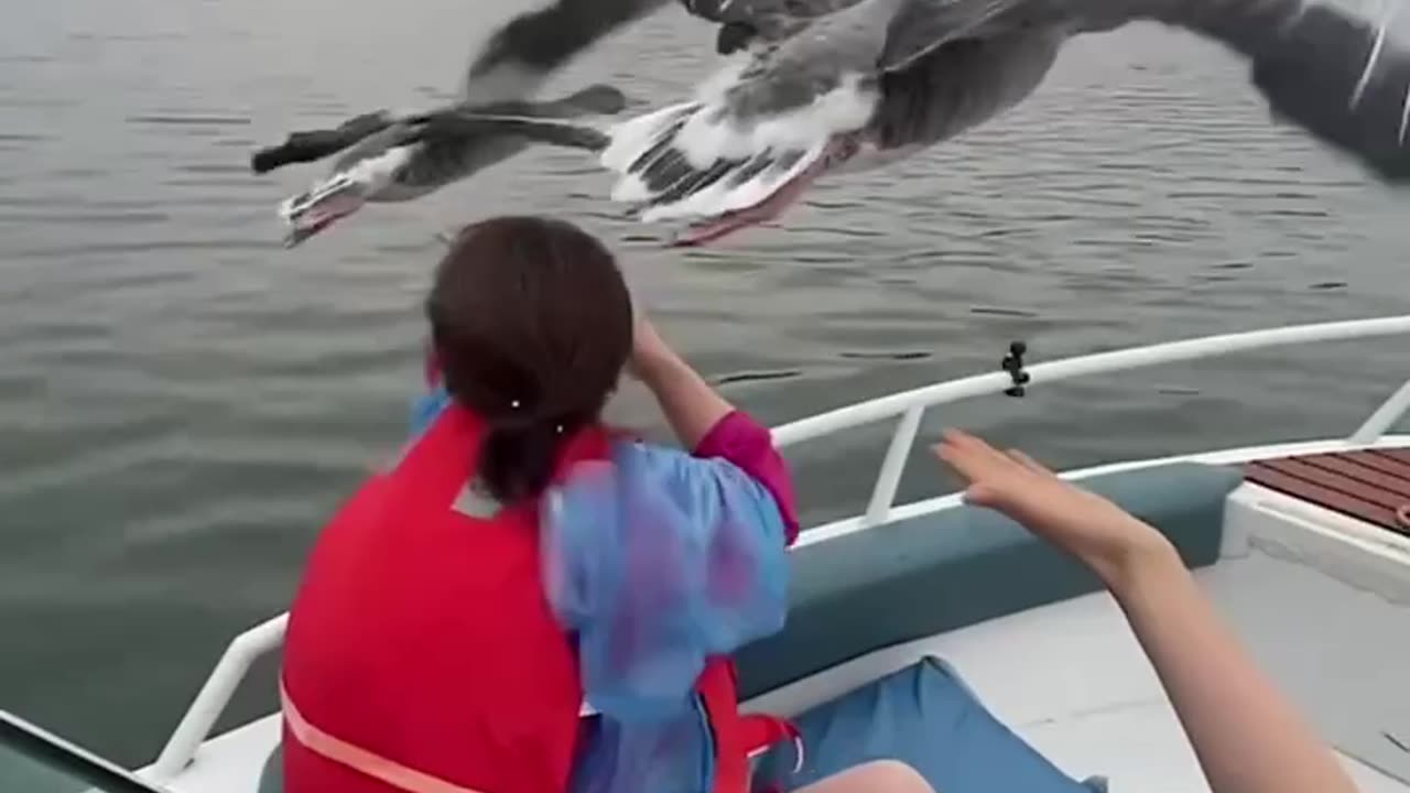 FRIENDLY GEESE ESCORTING BOAT RIDERS