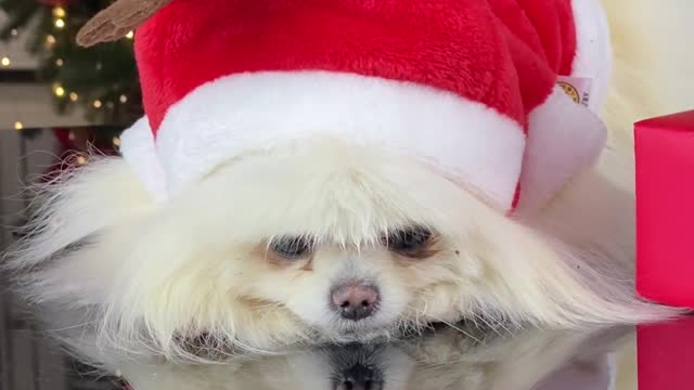 Puppy wear christmas dress and sit glass