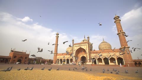 Flock of Pigeons in Front of Jama Masjid