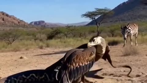 Animals video