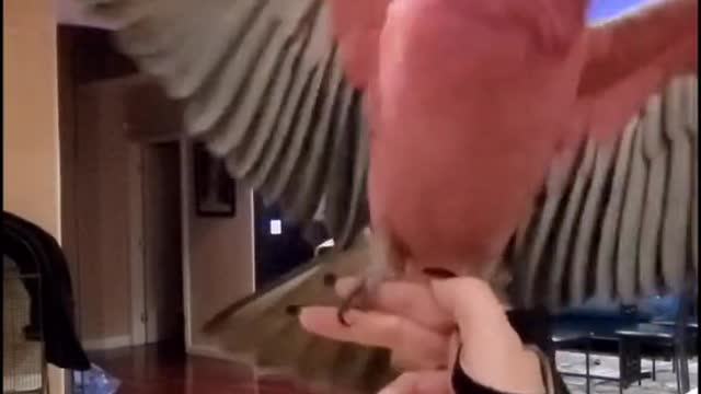 Funny parrot dancing like crazy