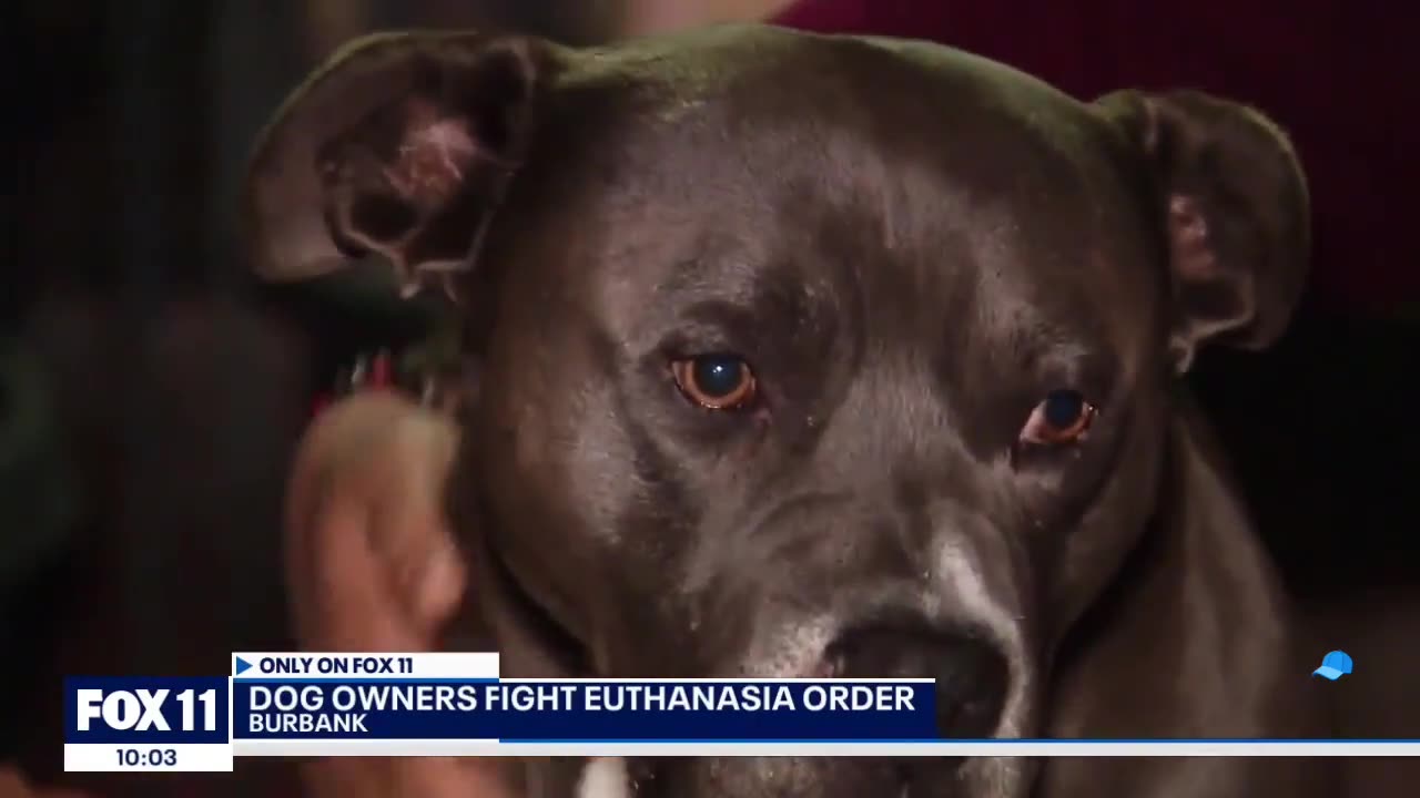 A Burbank couple's dog is facing euthanasia order after a ‘biting incident’