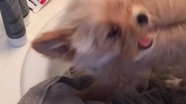 Puppy sink blow dryer