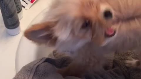 Puppy sink blow dryer