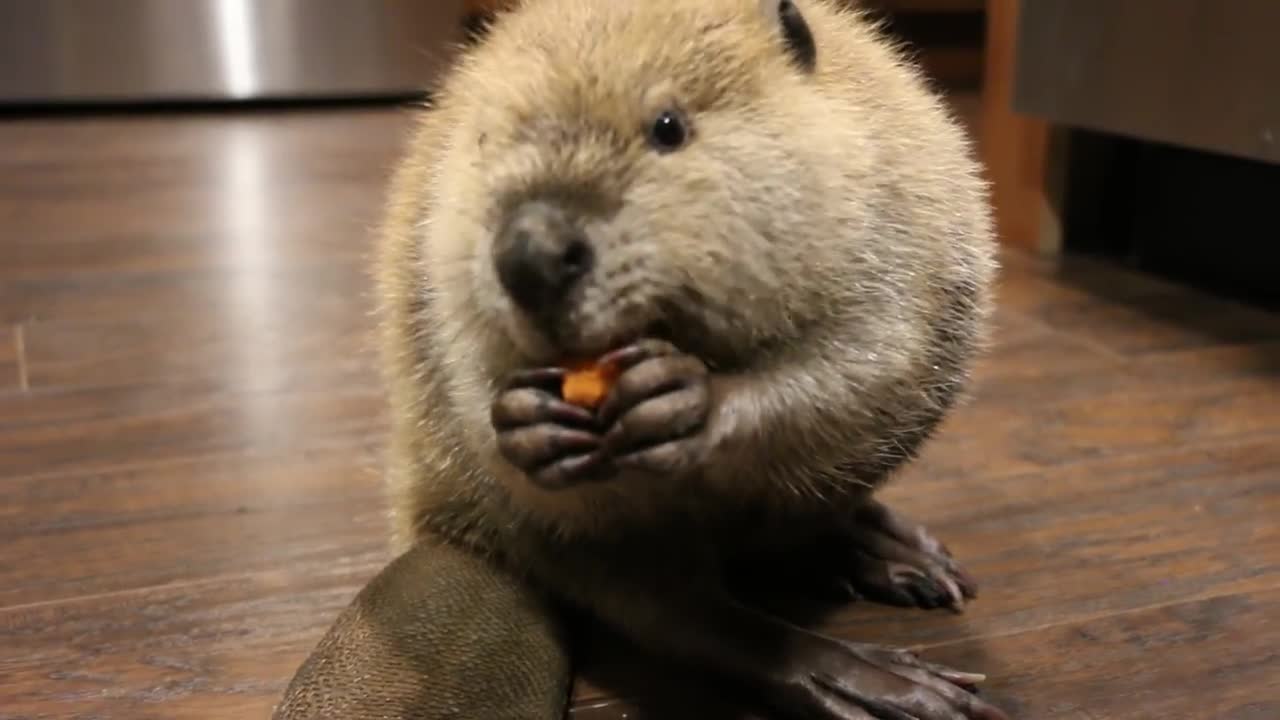 Beaver cookies!