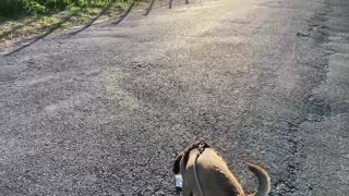 Puggle Walk w/Beagle drive-by