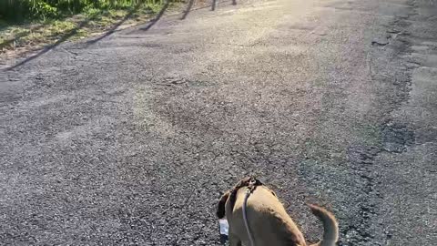 Puggle Walk w/Beagle drive-by