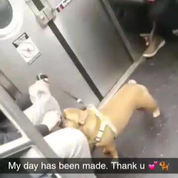 Two dogs on a subway train
