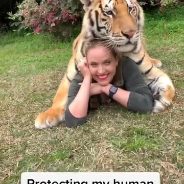 tiger protecting human