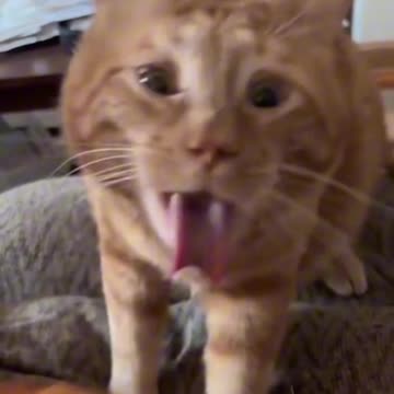 Cute 1 Animal Moments That Will Brighten Your Day!"