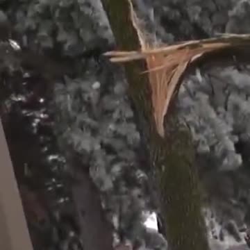 Toronto Ice Storm Video - Ice Makes a Tree Split in Half