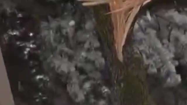 Toronto Ice Storm Video - Ice Makes a Tree Split in Half