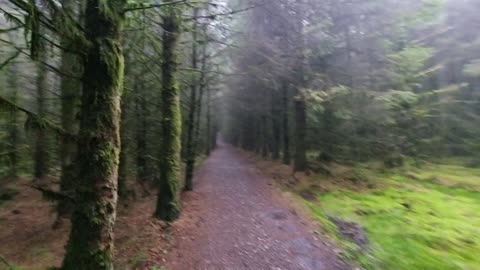 A Walk Through A Wood In Great Britain