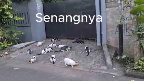 distribute food to stray cats around the house