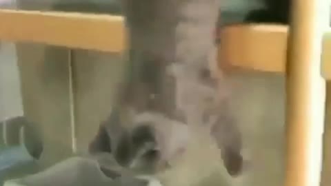 Dog video
