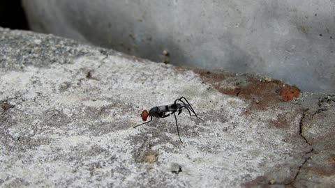 Micro Record Of Fly Cleans Out Her Fingers