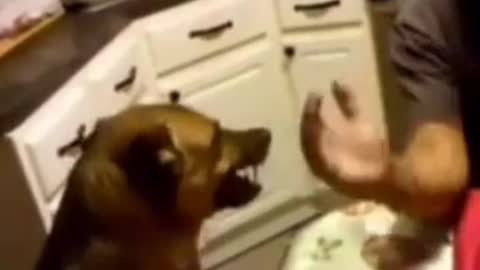 Arm wrestling || Dog VS Human Cute Dog Funny dogs #dogs #funny#cute #cats #pets