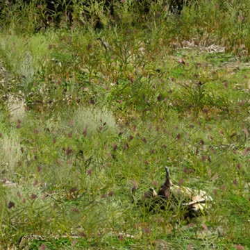 GTA V : Spiderman Hunting the Deer #1