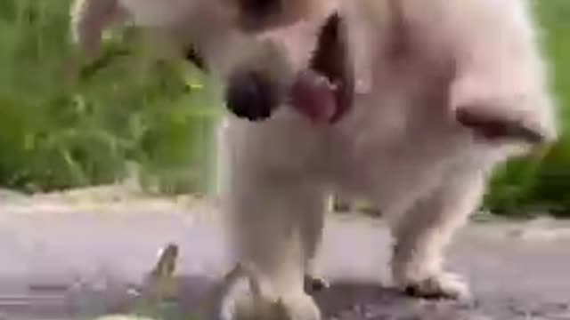 Baby Dog funny trading video